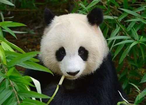 China achieves key breakthrough in giant panda reintroduction research
