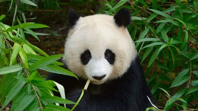 China achieves key breakthrough in giant panda reintroduction research