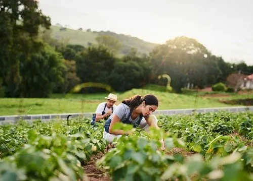 Brazil helps family farmers access international markets