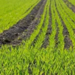 Indonesia introduces new farming system to boost rice yields
