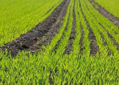 Indonesia introduces new farming system to boost rice yields