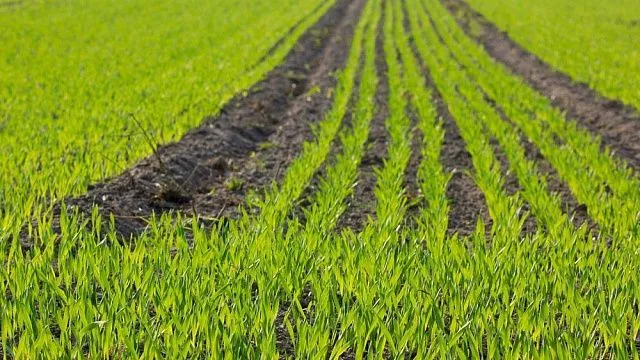 Indonesia introduces new farming system to boost rice yields