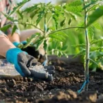Nigeria distributes 100,800 bags of fertiliser to support farmers