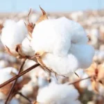 Zimbabwe introduces hybrid cotton seeds to boost agricultural productivity