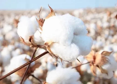 Zimbabwe introduces hybrid cotton seeds to boost agricultural productivity