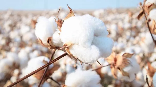 Zimbabwe introduces hybrid cotton seeds to boost agricultural productivity
