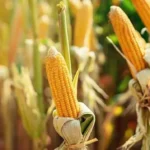 National competition confirms new maize yield record in Brazil