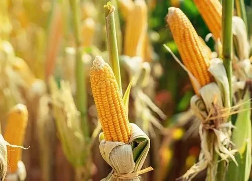 National competition confirms new maize yield record in Brazil