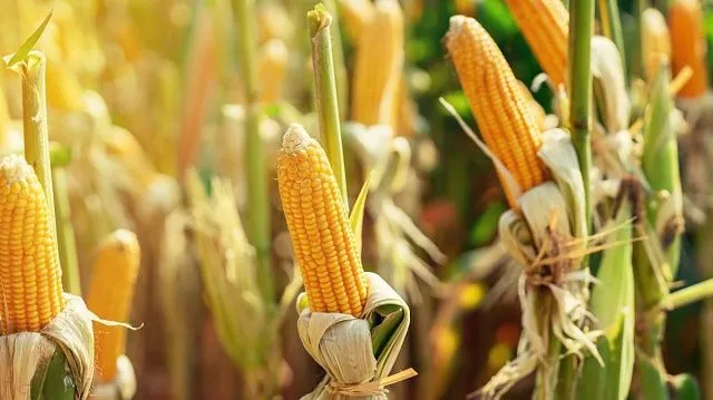 National competition confirms new maize yield record in Brazil