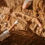Chinese scientists discover new species of feathered dinosaur