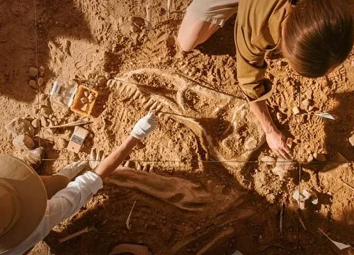 Chinese scientists discover new species of feathered dinosaur