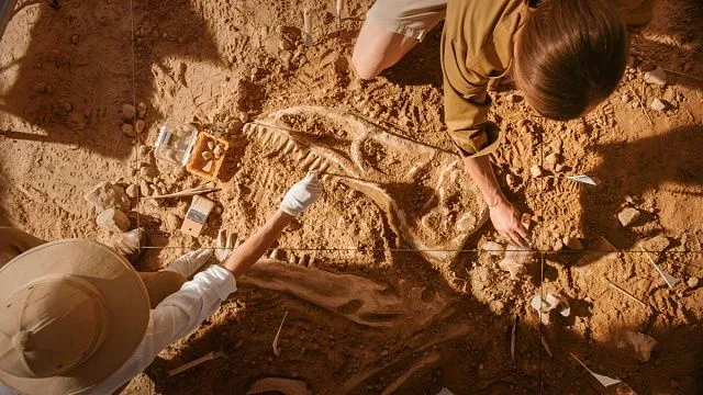 Chinese scientists discover new species of feathered dinosaur