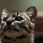 Andean puma reappears in Argentina after long absence
