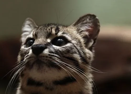 Andean puma reappears in Argentina after long absence