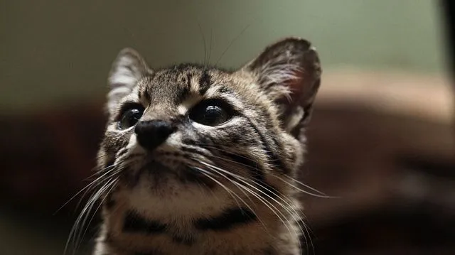 Andean puma reappears in Argentina after long absence