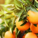 Zimbabwe citrus export earnings rise 69% amid growing production