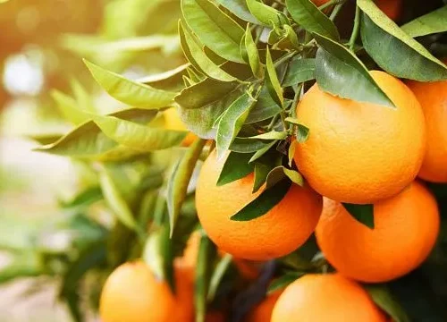 Zimbabwe citrus export earnings rise 69% amid growing production