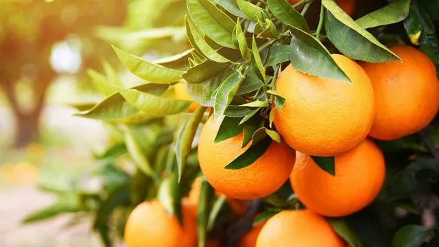 Zimbabwe citrus export earnings rise 69% amid growing production