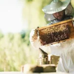Kazakhstan introduces veterinary passports for apiaries to strengthen beekeeping sector