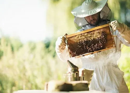 Kazakhstan introduces veterinary passports for apiaries to strengthen beekeeping sector