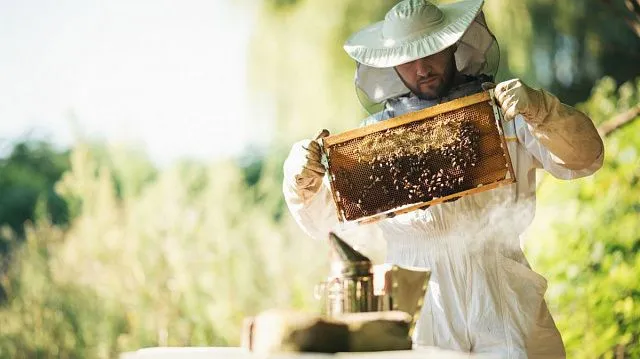 Kazakhstan introduces veterinary passports for apiaries to strengthen beekeeping sector