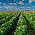 Belarusian scientists devise machine capable of planting up to 25 hectares of potatoes in single shift