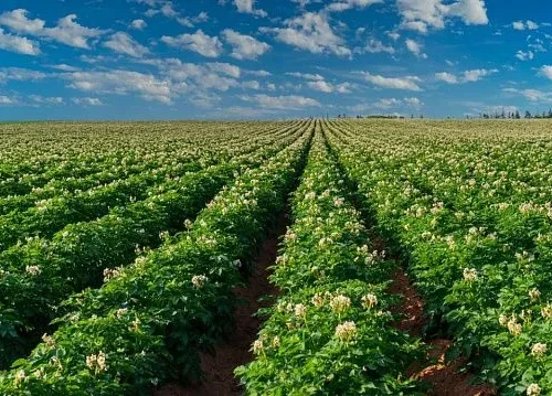 Belarusian scientists devise machine capable of planting up to 25 hectares of potatoes in single shift
