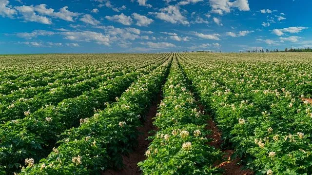 Belarusian scientists devise machine capable of planting up to 25 hectares of potatoes in single shift