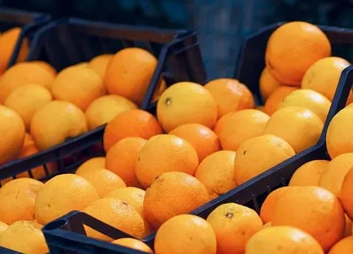 Zimbabwe increases citrus production as export volumes rise