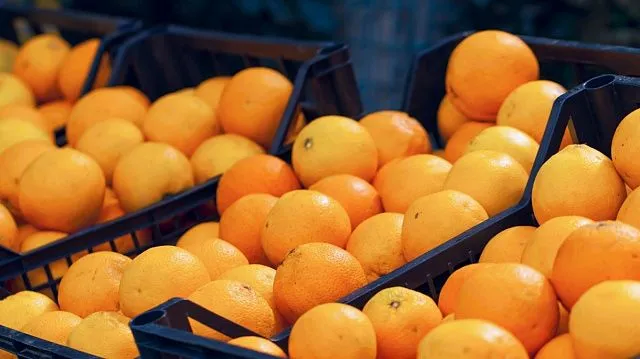 Zimbabwe increases citrus production as export volumes rise