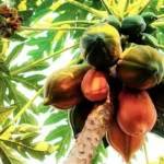 Oman plants 9,000 papaya trees to boost local production