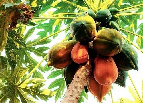 Oman plants 9,000 papaya trees to boost local production