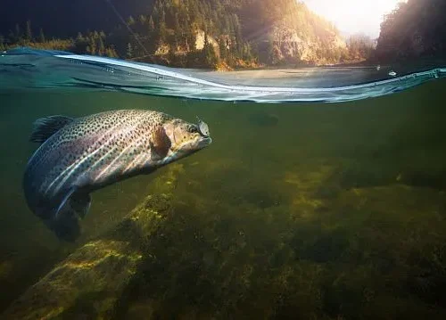Chinese scientists discover new freshwater fish species in Yangtze River basin