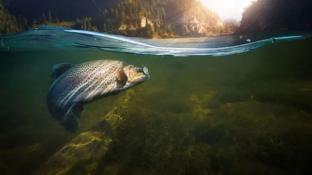 Chinese scientists discover new freshwater fish species in Yangtze River basin