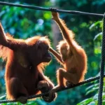 Indonesia plans to establish conservation area to save orangutans