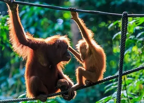 Indonesia plans to establish conservation area to save orangutans