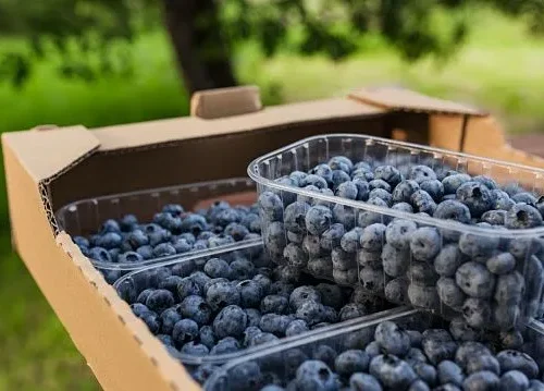 Zimbabwe exports blueberries to China for first time