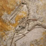 Chinese researchers reveal missing link in evolution of birds’ tails