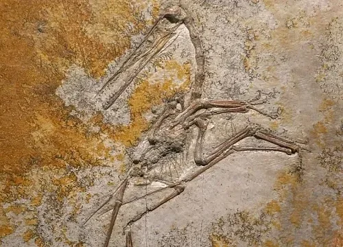 Chinese researchers reveal missing link in evolution of birds’ tails