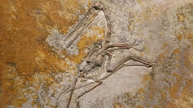Chinese researchers reveal missing link in evolution of birds’ tails