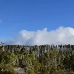 Chilean scientists discover new species of fungus with unusual life cycle