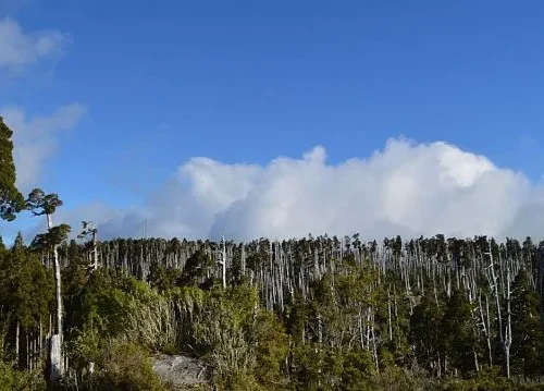 Chilean scientists discover new species of fungus with unusual life cycle
