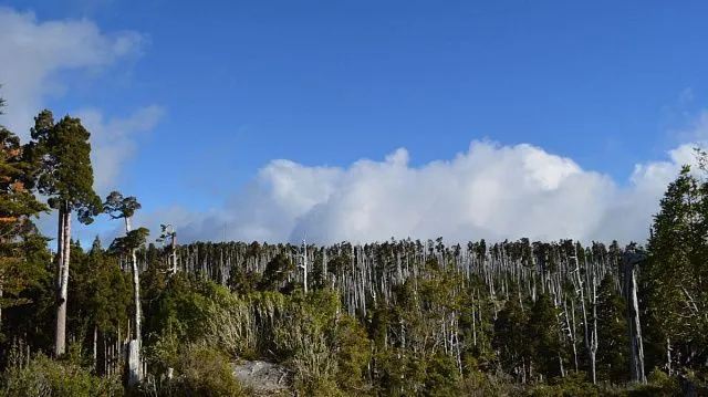 Chilean scientists discover new species of fungus with unusual life cycle