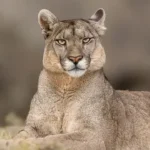 Researchers in Metropolitan Region of Chile record first sighting of puma and return of pampas cat