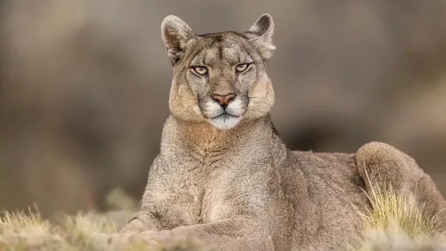 Researchers in Metropolitan Region of Chile record first sighting of puma and return of pampas cat