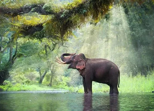 China’s wild Asian elephant population grows to nearly 400 through conservation efforts