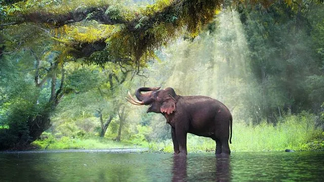 China’s wild Asian elephant population grows to nearly 400 through conservation efforts