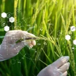 Chinese scientists develop clonal hybrid rice to advance global food security
