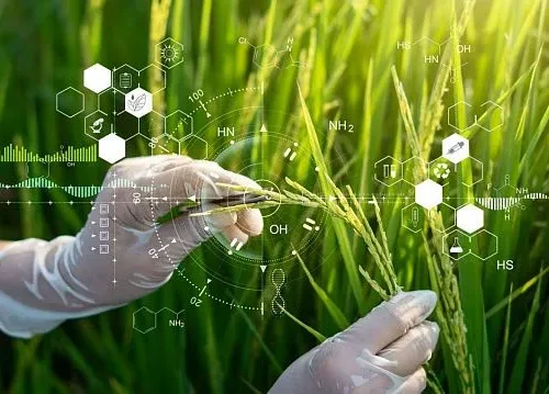 Chinese scientists develop clonal hybrid rice to advance global food security
