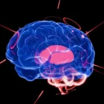 Iran creates laboratory-based artificial brain using living neurones
